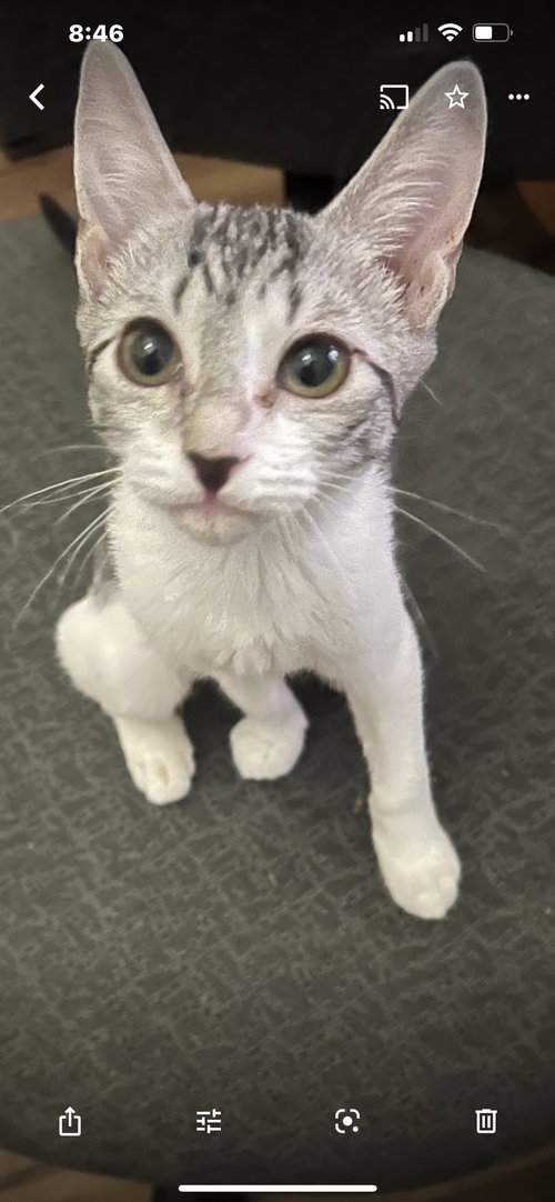 Rosie