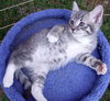Sylvester