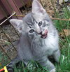 Sylvester
