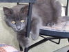 Gracie