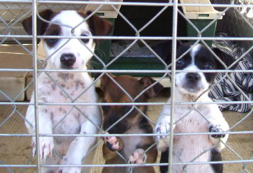 FH Tiny Terrier PUPS!