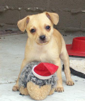 Chulo