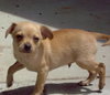 Chulo