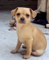 Chulo