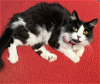 adoptable Cat in visalia, CA named Kibby