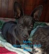 adoptable Dog in visalia, CA named Mutt