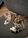 adoptable Cat in visalia, CA named Janie