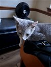 adoptable Cat in visalia, CA named Gigi