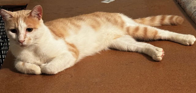 adoptable Cat in Visalia, CA named Maniko