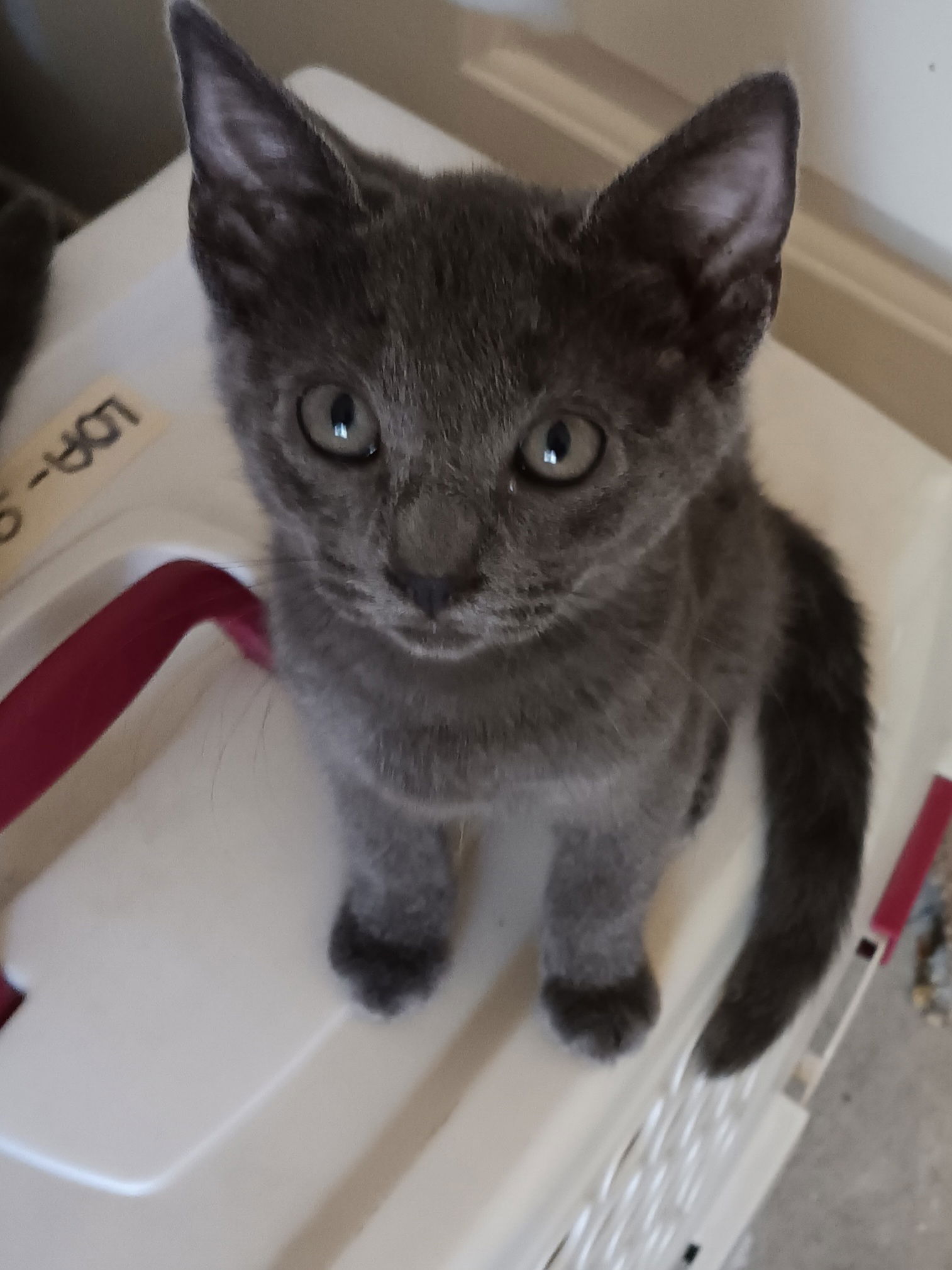 adoptable Cat in Visalia, CA named Stormy