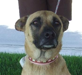Scrappy Doo