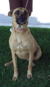 Scrappy Doo