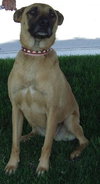 Scrappy Doo