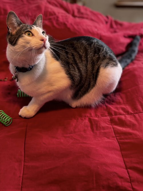 picture of the cat needing adoption