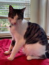 Kelly Cat