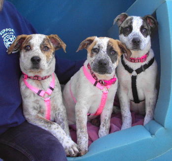 FH Speckled Pups