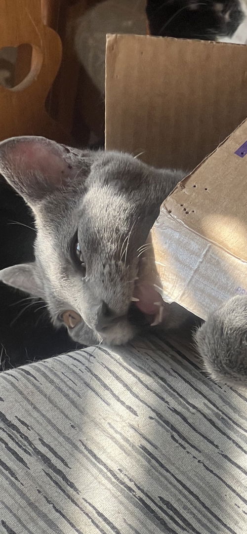 Grey