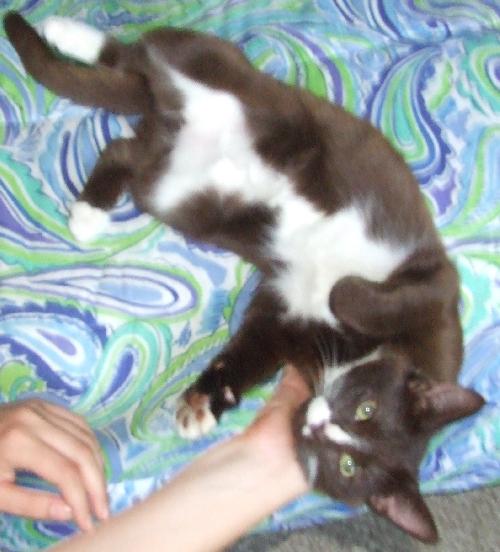 Choco Cat