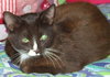 Choco Cat