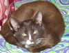 Choco Cat