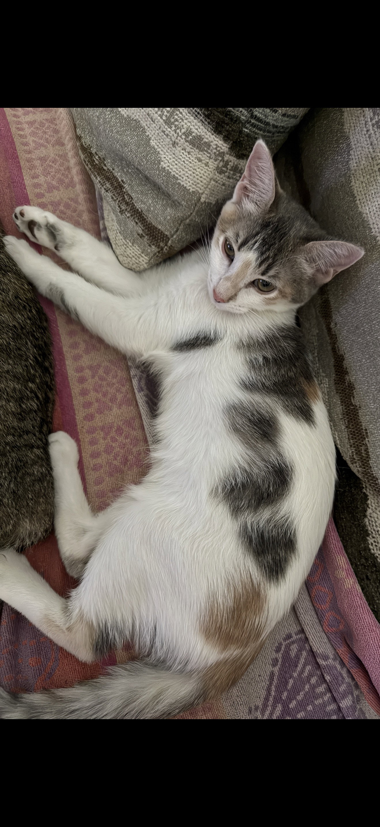 Bella Boo