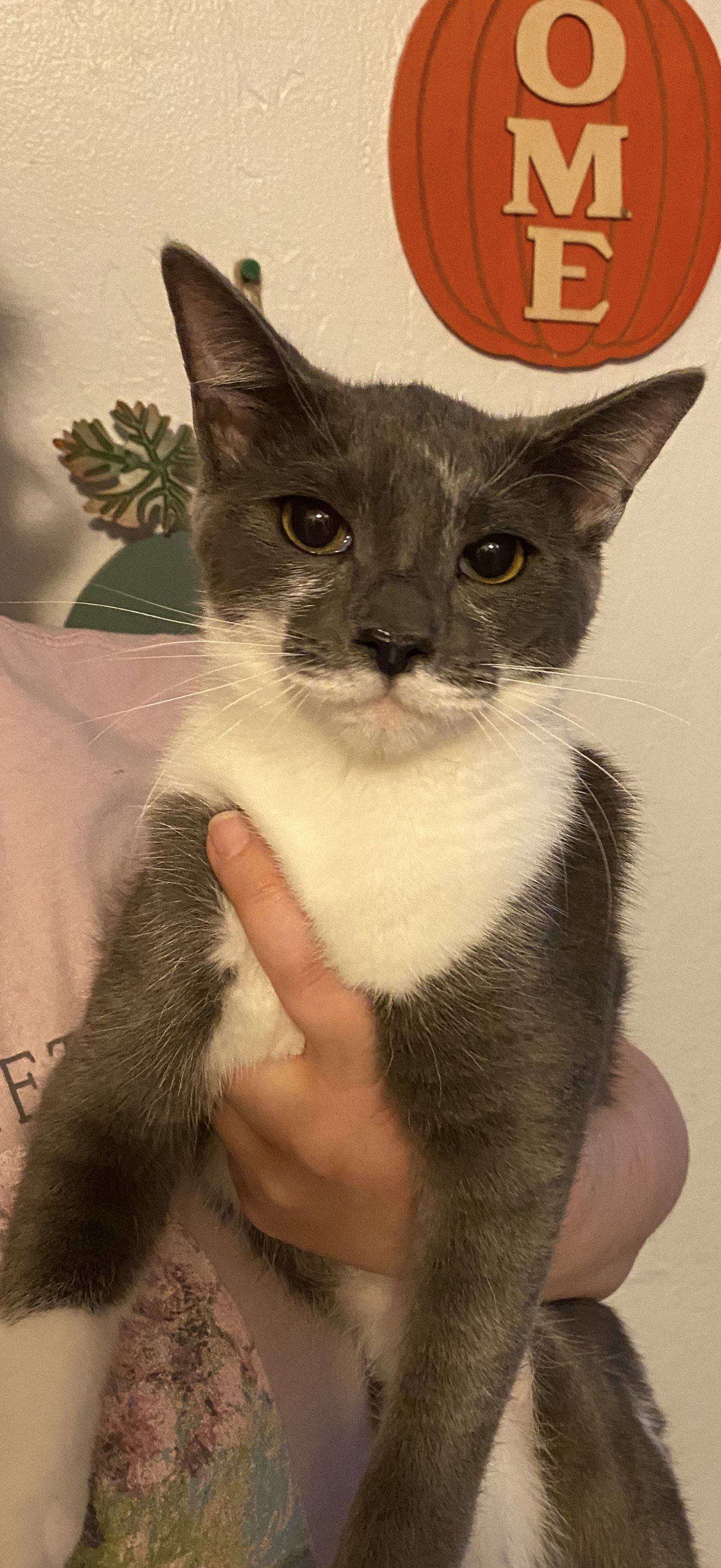 Gracie