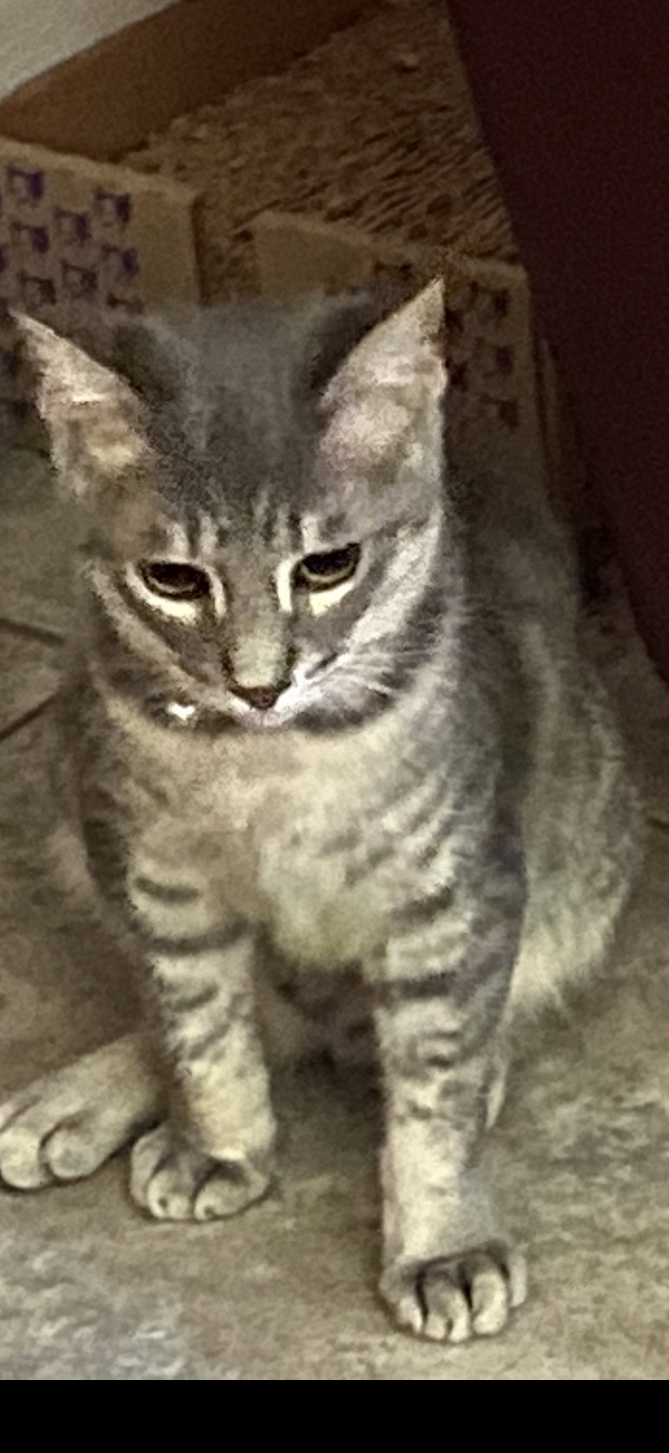Cecil