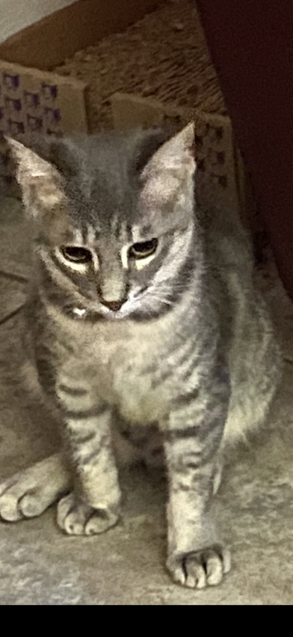 Cecil