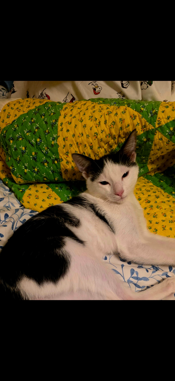 Leo
