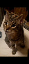 Diego
