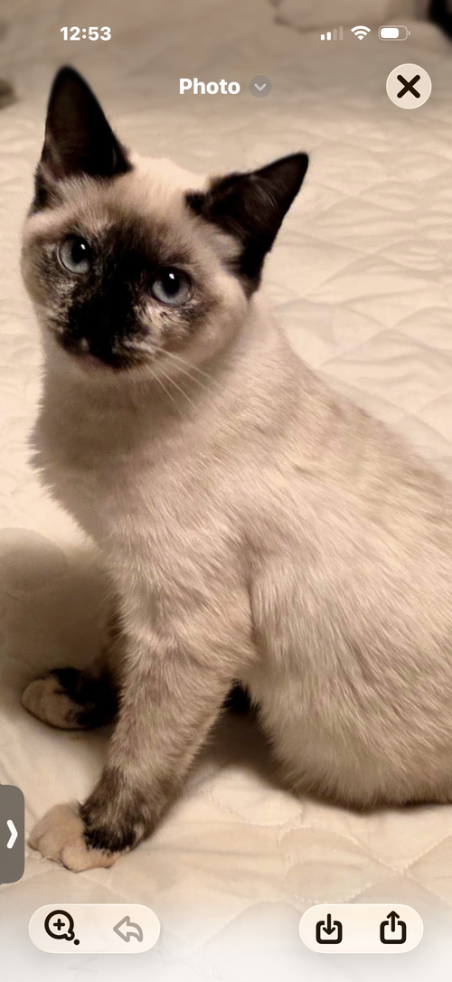 Snowball