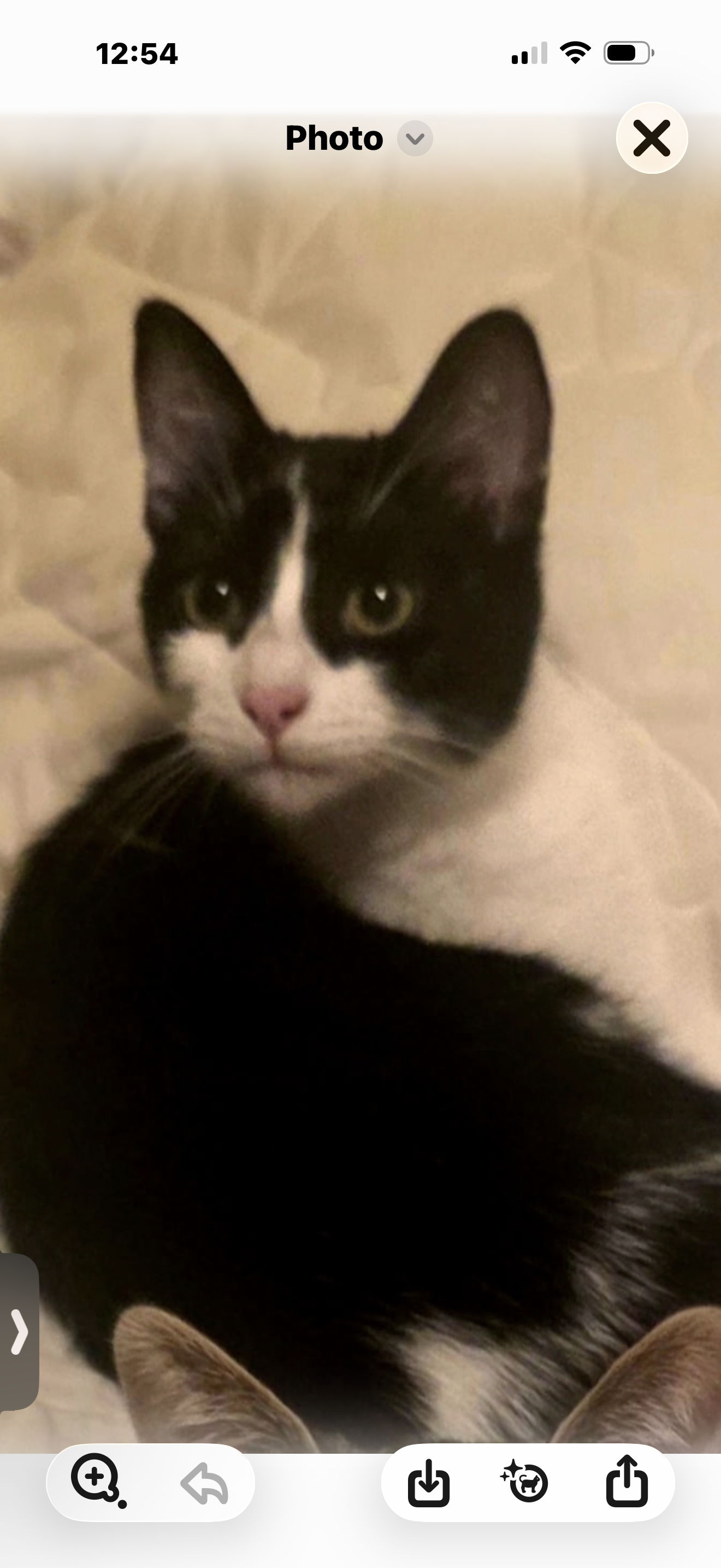 Dottie