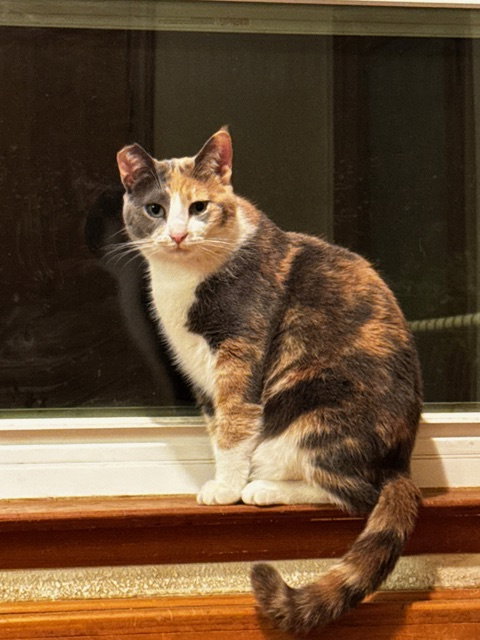 Miso