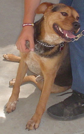 Rufus