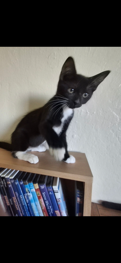 Jimmy, a cat for adoption from Love of Animals, Inc.