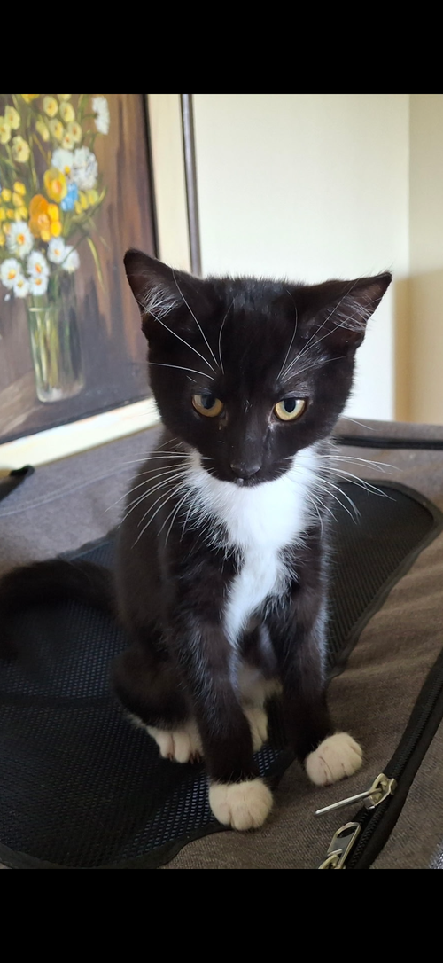 picture of the cat needing adoption