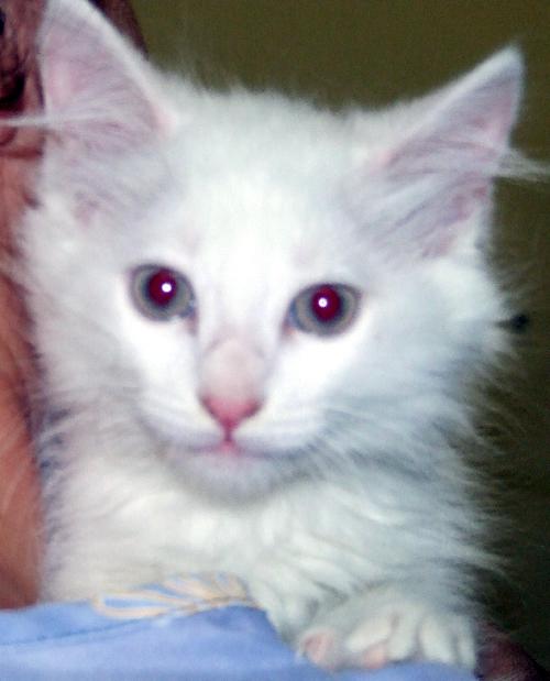 Snowball & Snowflake