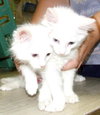 Snowball & Snowflake