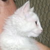 Snowball & Snowflake