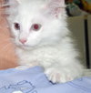 Snowball & Snowflake