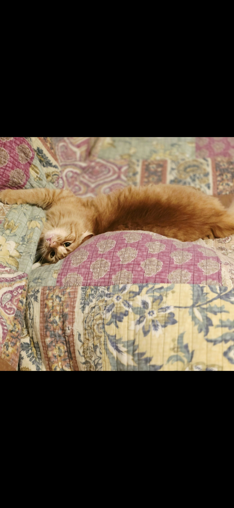 Jasper, photo 2