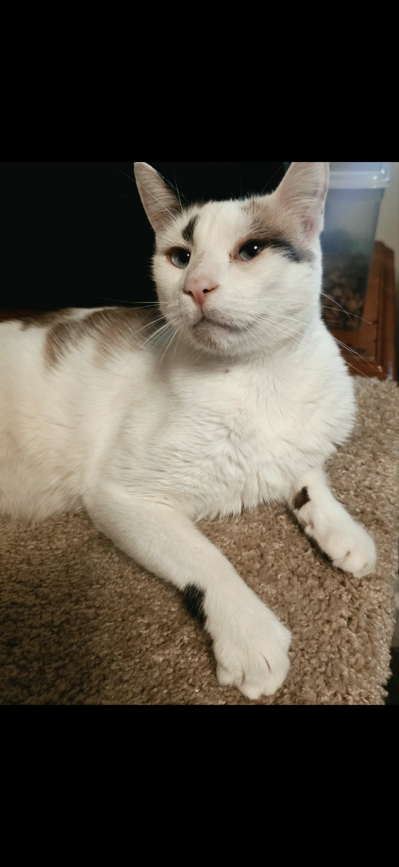 Simon