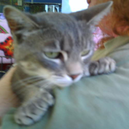 PollyAnna