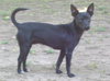 Roxy