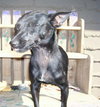 Roxy