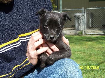 2 of 3 cute puppies