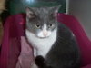 Silvy