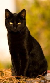 BC (Black Cat)