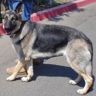 Roscoe (John's)