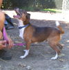 WishBone